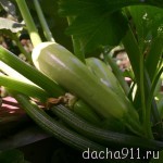IMG_9830 [Разрешение рабочего стола]