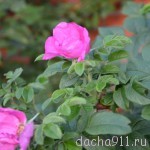 DSC_5291