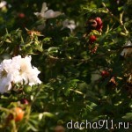 IMG_5172
