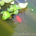 Дача лето 2009 037