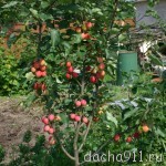 дача 029