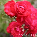 IMG_4071