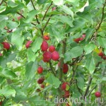 Дача сентябрь 2009 007
