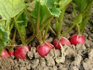 redis